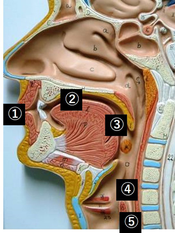 ふかつ歯科 嚥下